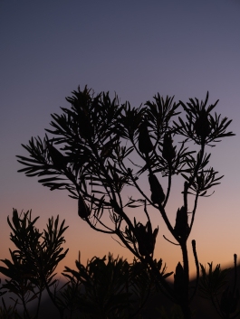 CAROLIN UNRATH PHOTOGRAPHY