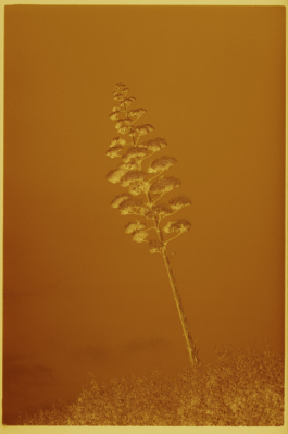 CAROLIN UNRATH PHOTOGRAPHY