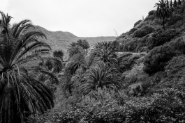 CAROLIN UNRATH PHOTOGRAPHY