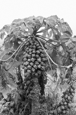 CAROLIN UNRATH PHOTOGRAPHY