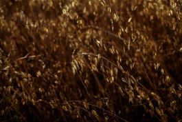 CAROLIN UNRATH PHOTOGRAPHY