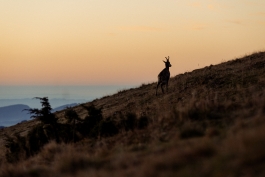 CAROLIN UNRATH PHOTOGRAPHY