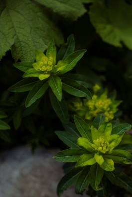 CAROLIN UNRATH PHOTOGRAPHY