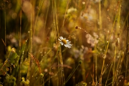 CAROLIN UNRATH PHOTOGRAPHY