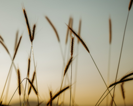 CAROLIN UNRATH PHOTOGRAPHY