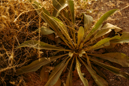 CAROLIN UNRATH PHOTOGRAPHY