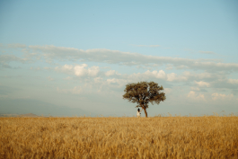 CAROLIN UNRATH PHOTOGRAPHY