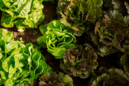 CAROLIN UNRATH PHOTOGRAPHY