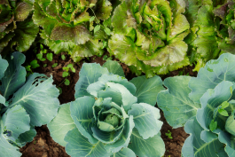 CAROLIN UNRATH PHOTOGRAPHY