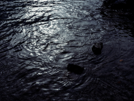 CAROLIN UNRATH PHOTOGRAPHY