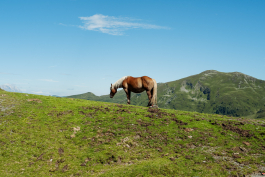 CAROLIN UNRATH PHOTOGRAPHY