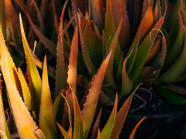 CAROLIN UNRATH PHOTOGRAPHY