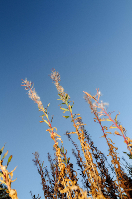 CAROLIN UNRATH PHOTOGRAPHY