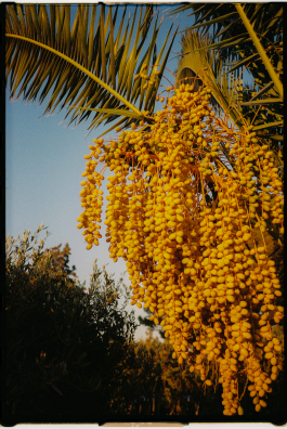 CAROLIN UNRATH PHOTOGRAPHY