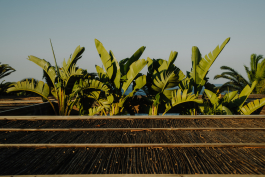 CAROLIN UNRATH PHOTOGRAPHY