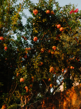 CAROLIN UNRATH PHOTOGRAPHY