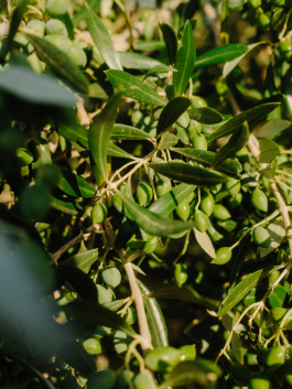 CAROLIN UNRATH PHOTOGRAPHY