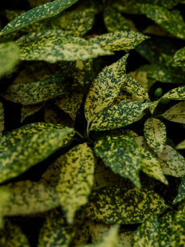 CAROLIN UNRATH PHOTOGRAPHY