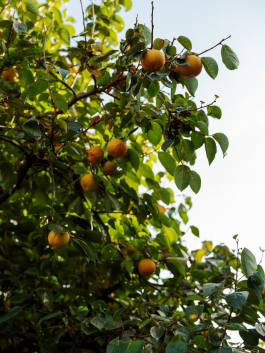 CAROLIN UNRATH PHOTOGRAPHY