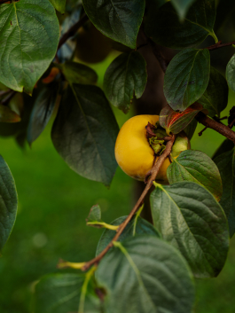 CAROLIN UNRATH PHOTOGRAPHY