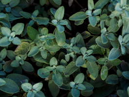 CAROLIN UNRATH PHOTOGRAPHY