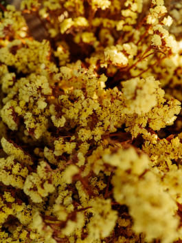 CAROLIN UNRATH PHOTOGRAPHY