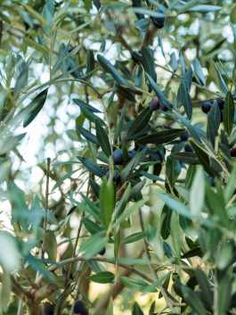 CAROLIN UNRATH PHOTOGRAPHY