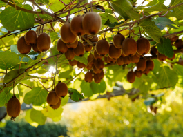 CAROLIN UNRATH PHOTOGRAPHY