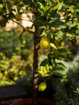 CAROLIN UNRATH PHOTOGRAPHY