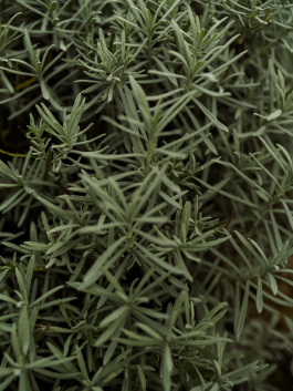 CAROLIN UNRATH PHOTOGRAPHY