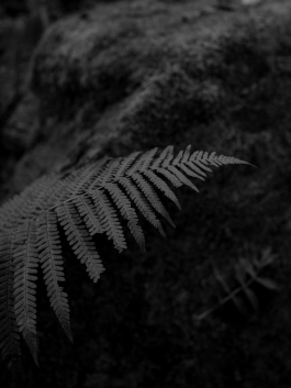 CAROLIN UNRATH PHOTOGRAPHY