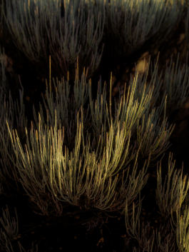 CAROLIN UNRATH PHOTOGRAPHY